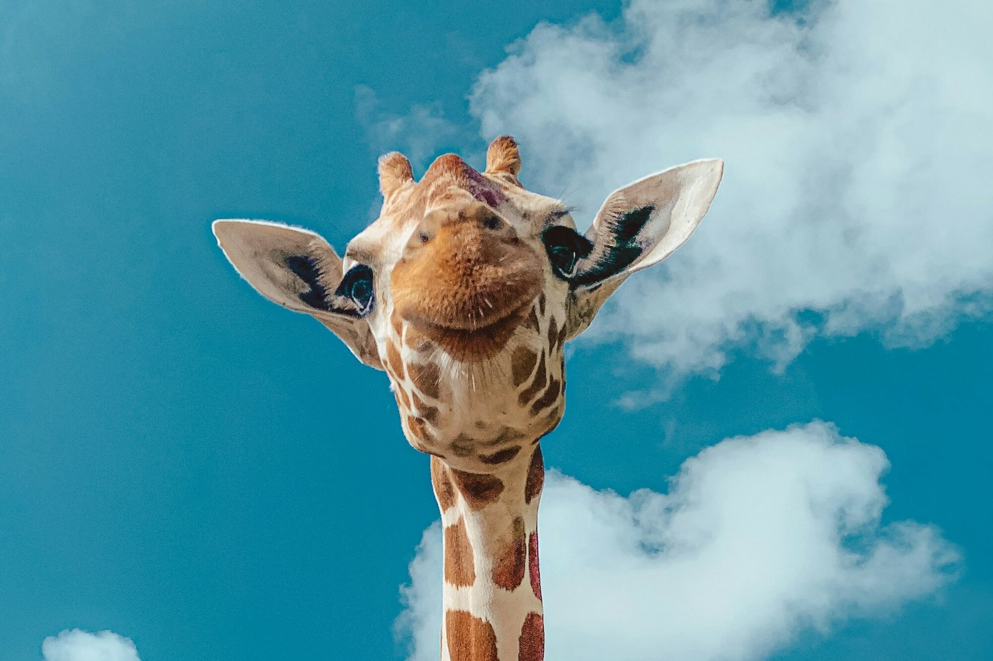 jeremiah-del-mar-6wEM5ZJWVDQ-unsplash