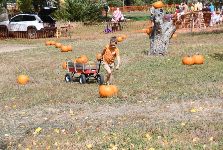 Miners' Pumpkin Patch