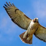 Raptors of Colorado presented by City of Colorado Springs Parks, Recreation & Cultural Services at Garden of the Gods Visitor and Nature Center, Colorado Springs CO