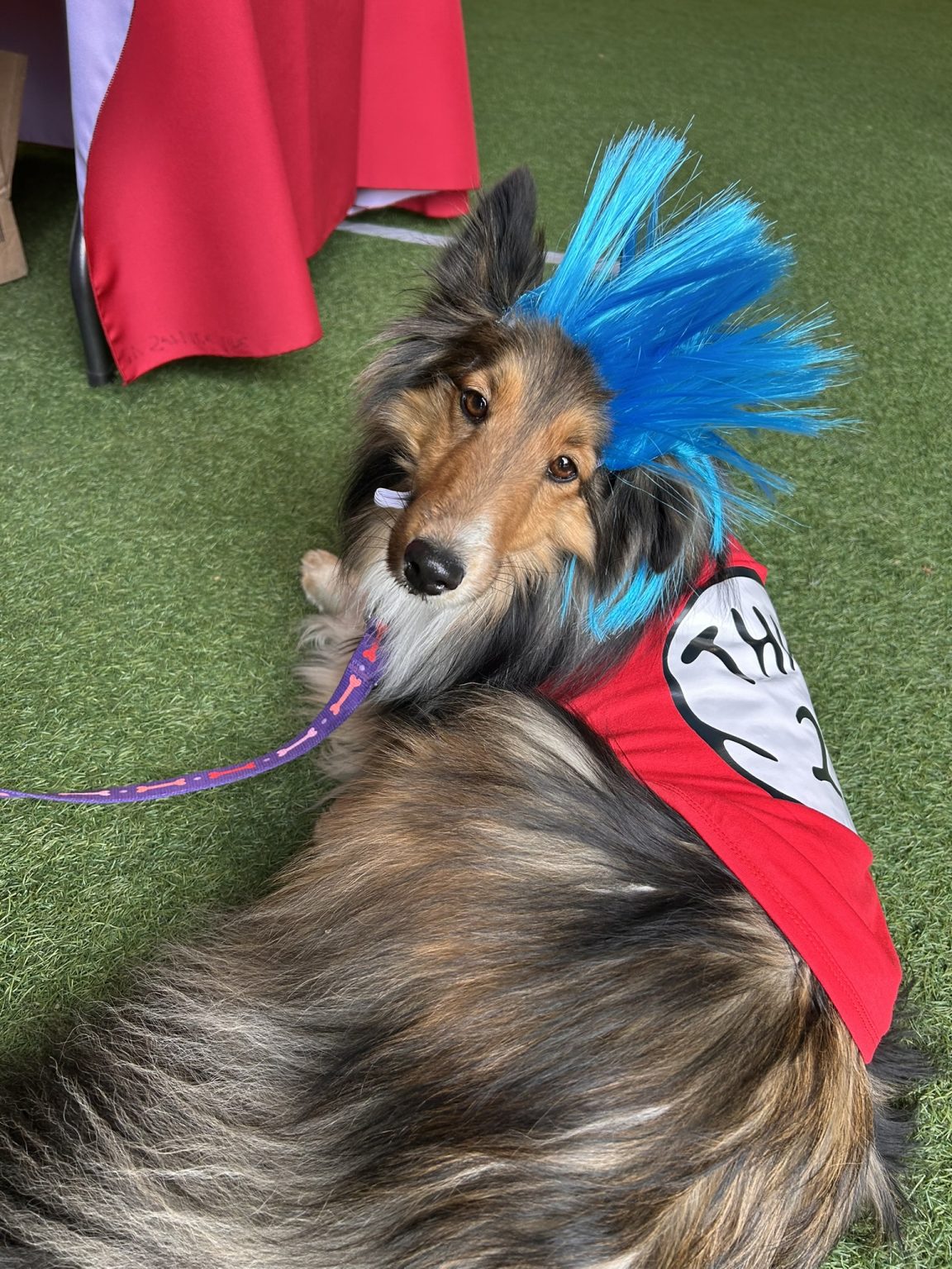 Gallery 1 - BARKS & BOOS FALL FEST