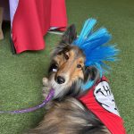 Gallery 1 - BARKS & BOOS FALL FEST