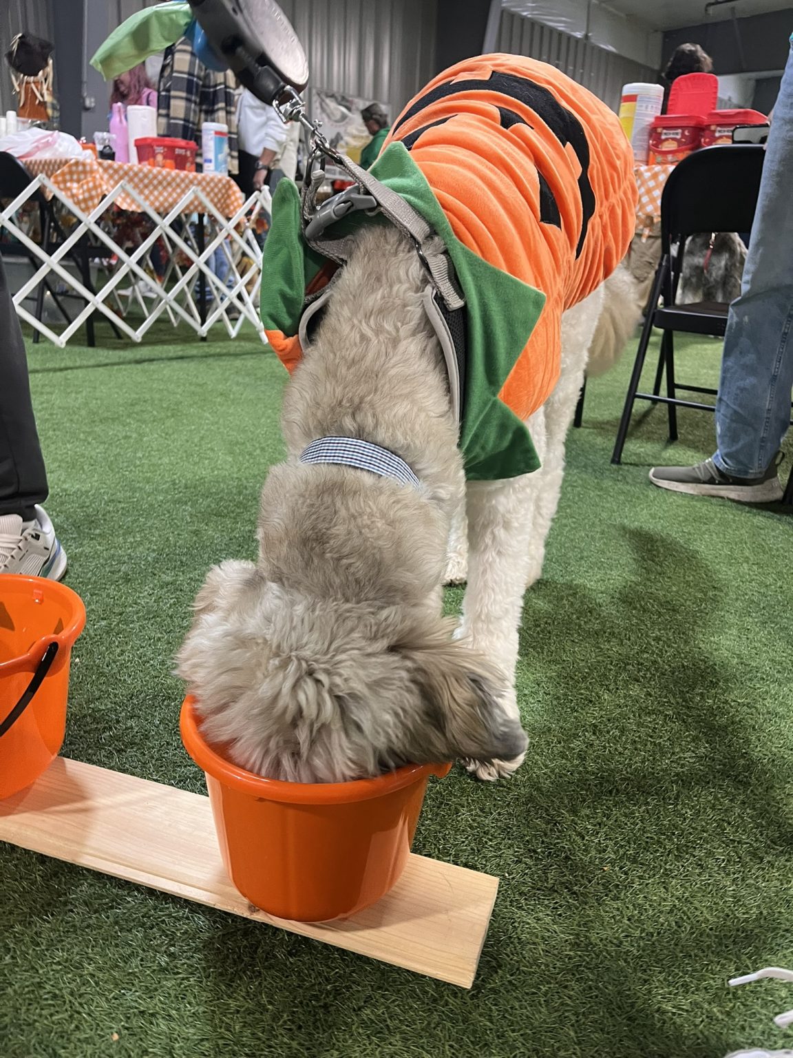 Gallery 2 - BARKS & BOOS FALL FEST