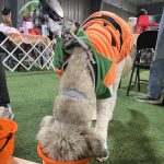 Gallery 2 - BARKS & BOOS FALL FEST