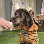 Gallery 11 - BARKS & BOOS FALL FEST