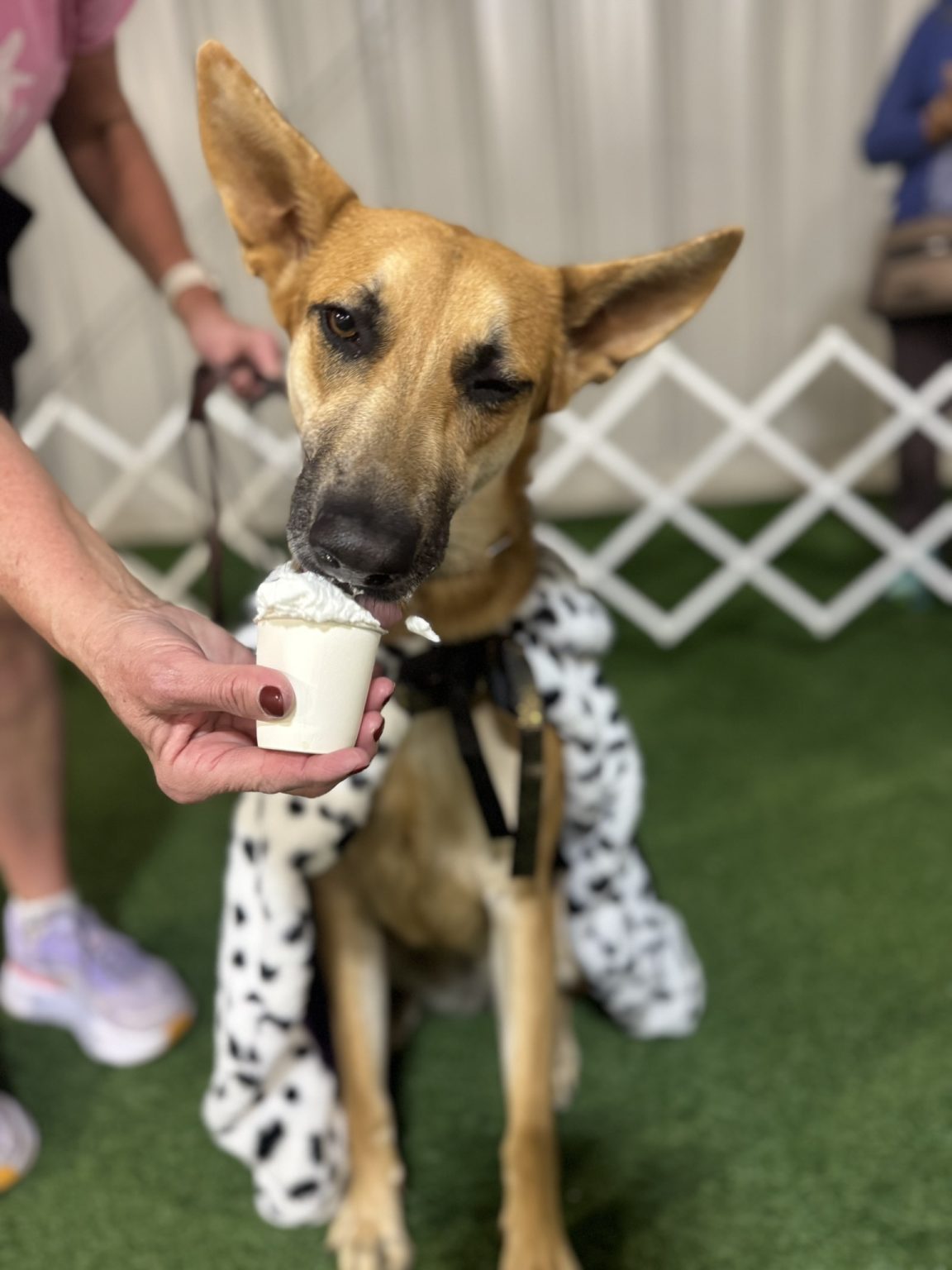 Gallery 12 - BARKS & BOOS FALL FEST