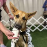 Gallery 12 - BARKS & BOOS FALL FEST