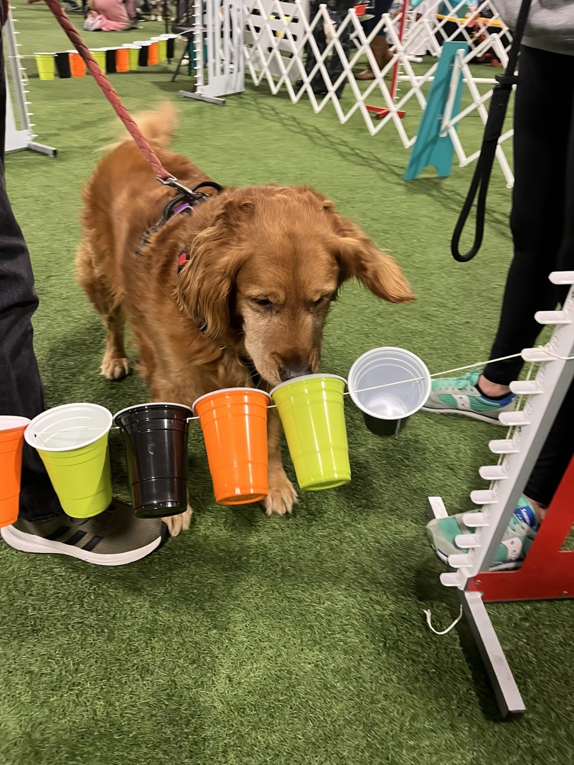 Gallery 3 - BARKS & BOOS FALL FEST