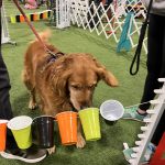 Gallery 3 - BARKS & BOOS FALL FEST