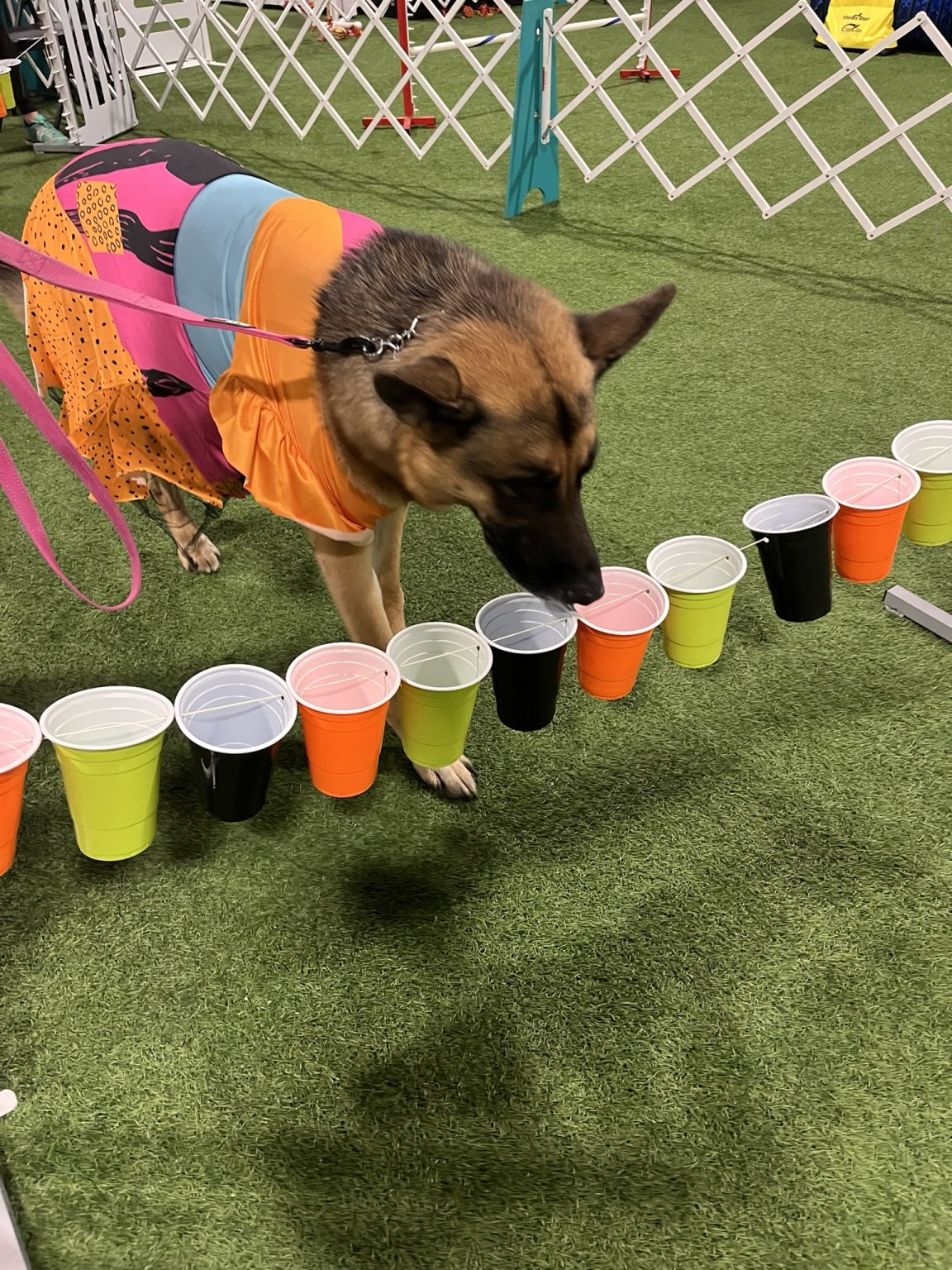 Gallery 4 - BARKS & BOOS FALL FEST