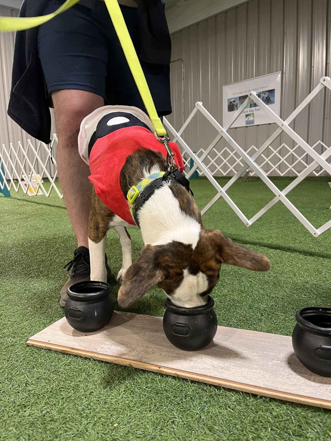 Gallery 5 - BARKS & BOOS FALL FEST
