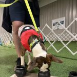Gallery 5 - BARKS & BOOS FALL FEST