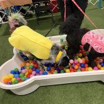 Gallery 6 - BARKS & BOOS FALL FEST