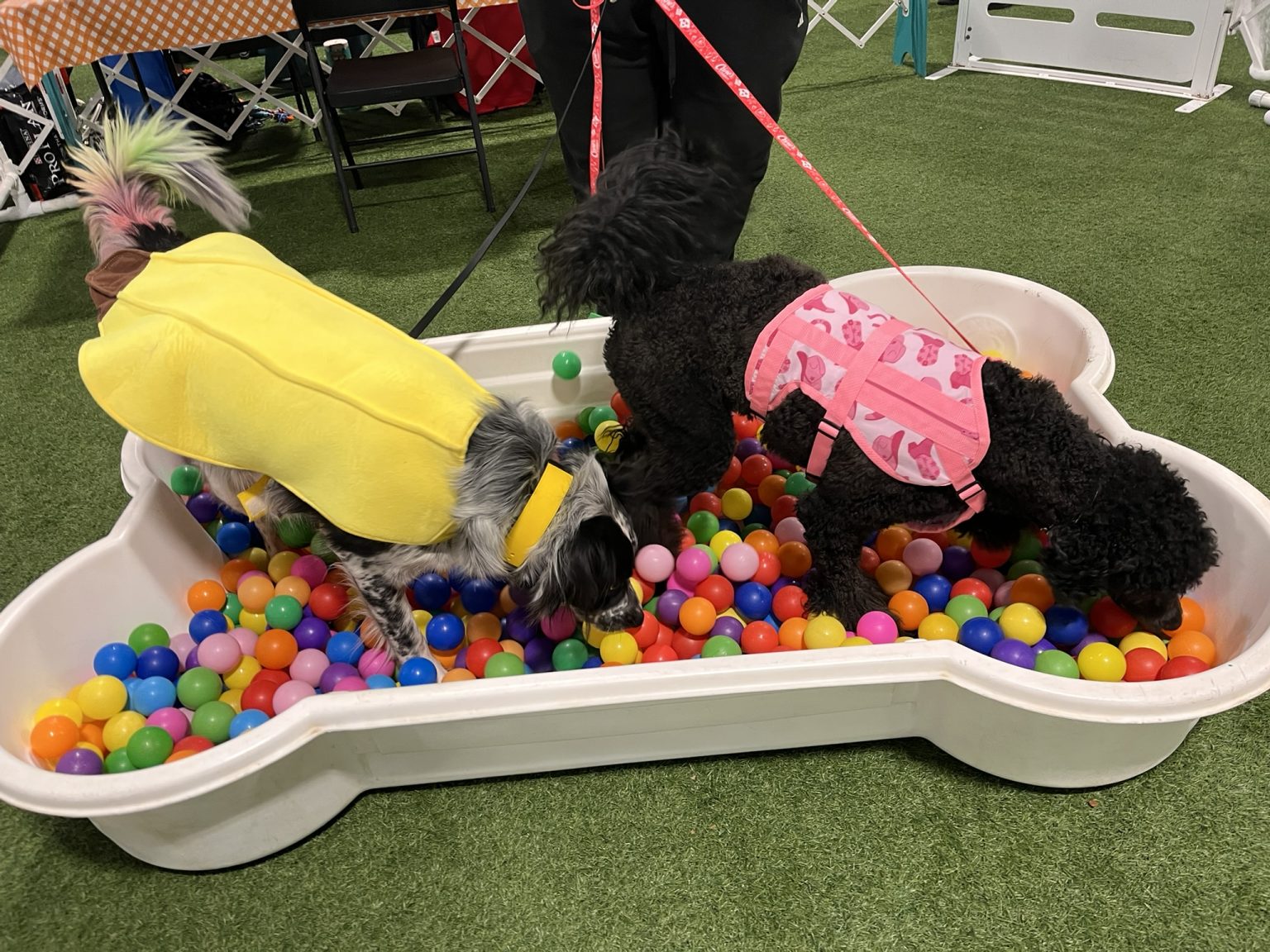 Gallery 6 - BARKS & BOOS FALL FEST