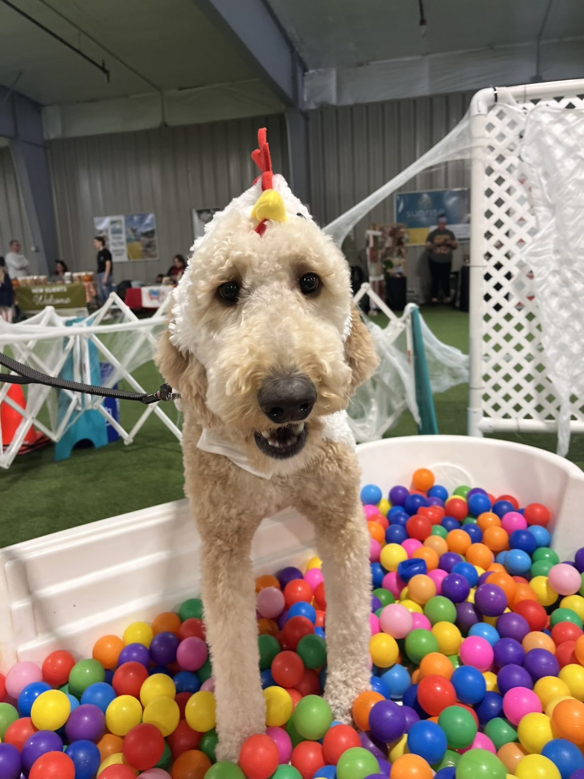 Gallery 7 - BARKS & BOOS FALL FEST