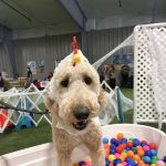 Gallery 7 - BARKS & BOOS FALL FEST