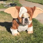 Gallery 8 - BARKS & BOOS FALL FEST