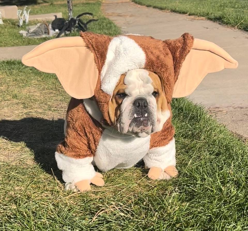 Gallery 8 - BARKS & BOOS FALL FEST